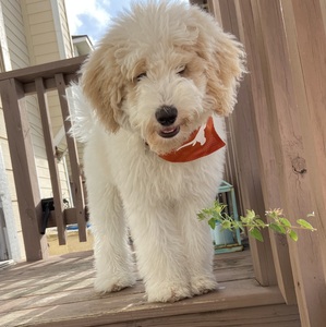 Fundraising Page: Catniss the SheepDoodle